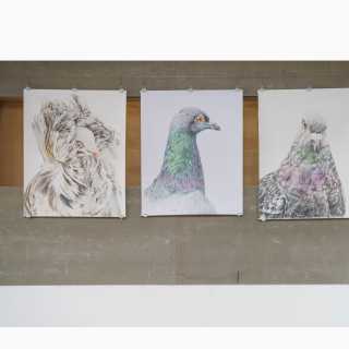 Art Safari festival: ZVĚŘ
