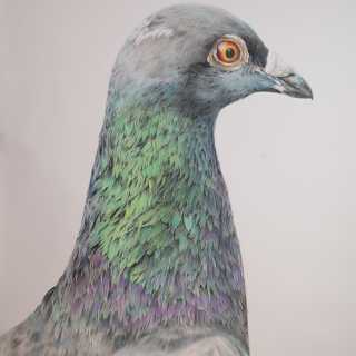 Holubi
